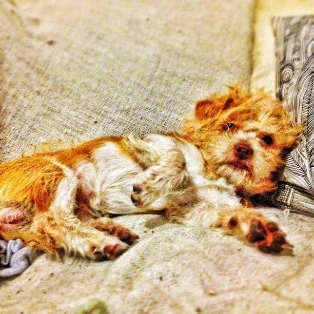 Dog Photograph - Who Disturbs My Slumber!? #dog #pet by Ben Gardner