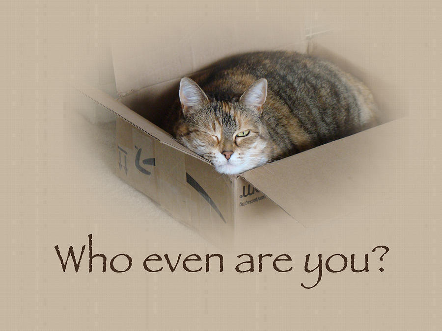 who-even-are-you--lily-the-cat-carol-senske.jpg