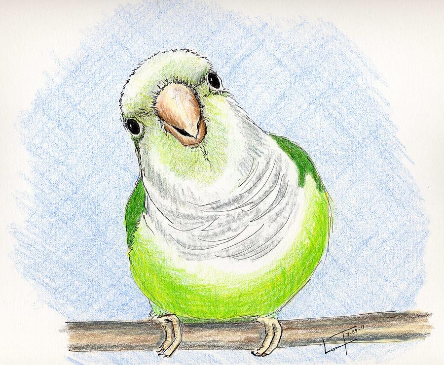Parrot Painting - Who Me by Laurilee Taylor
