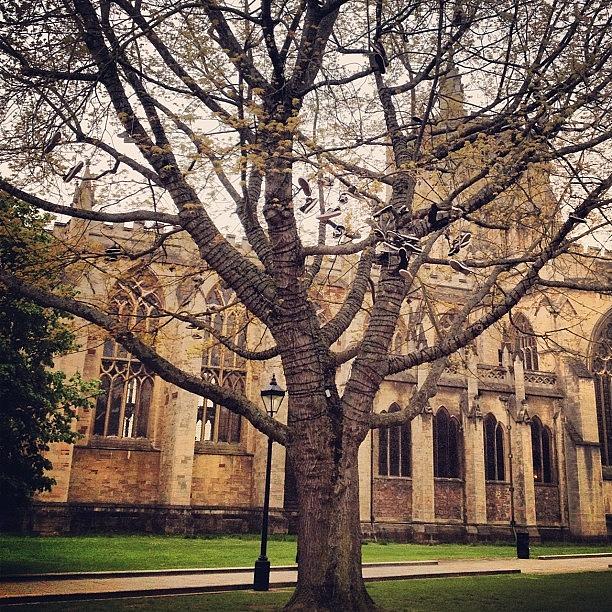 Who Says Shoes Dont Grow On Trees Photograph by Sam Storey