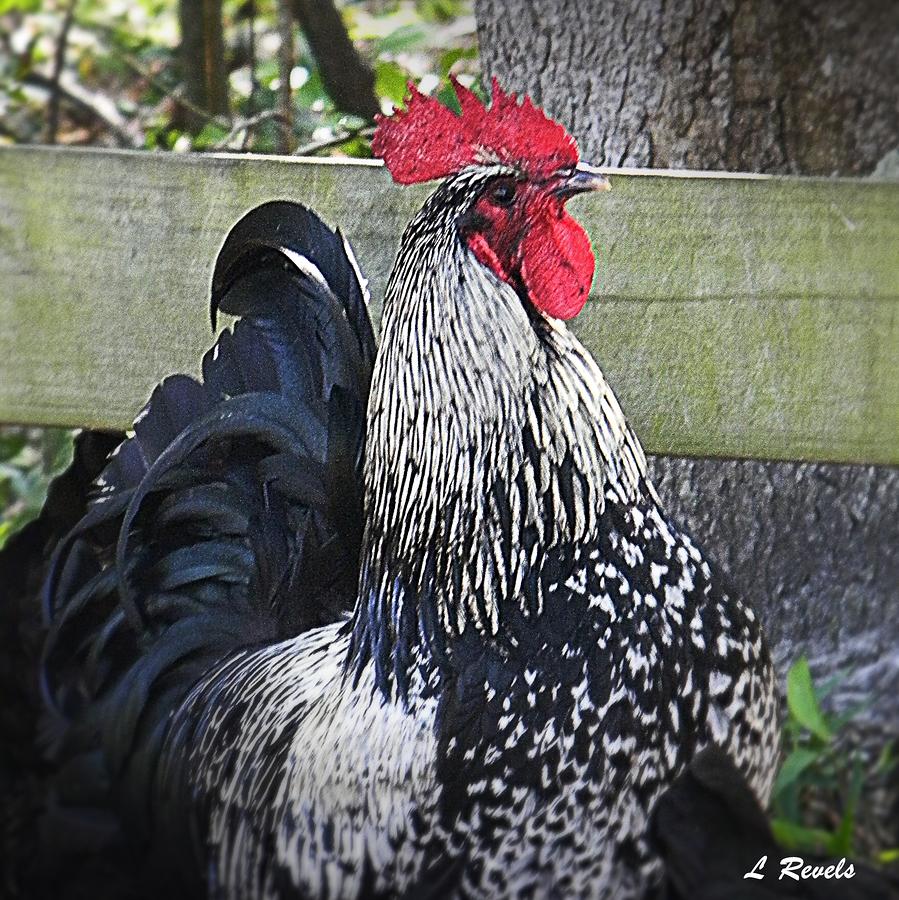 Who you callin Chicken Photograph by Leslie Revels