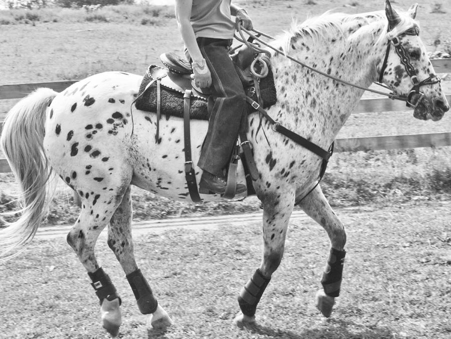 Equine Photograph - Whoa by Betsy Knapp Equine Photograph - Whoa by Betsy Knapp