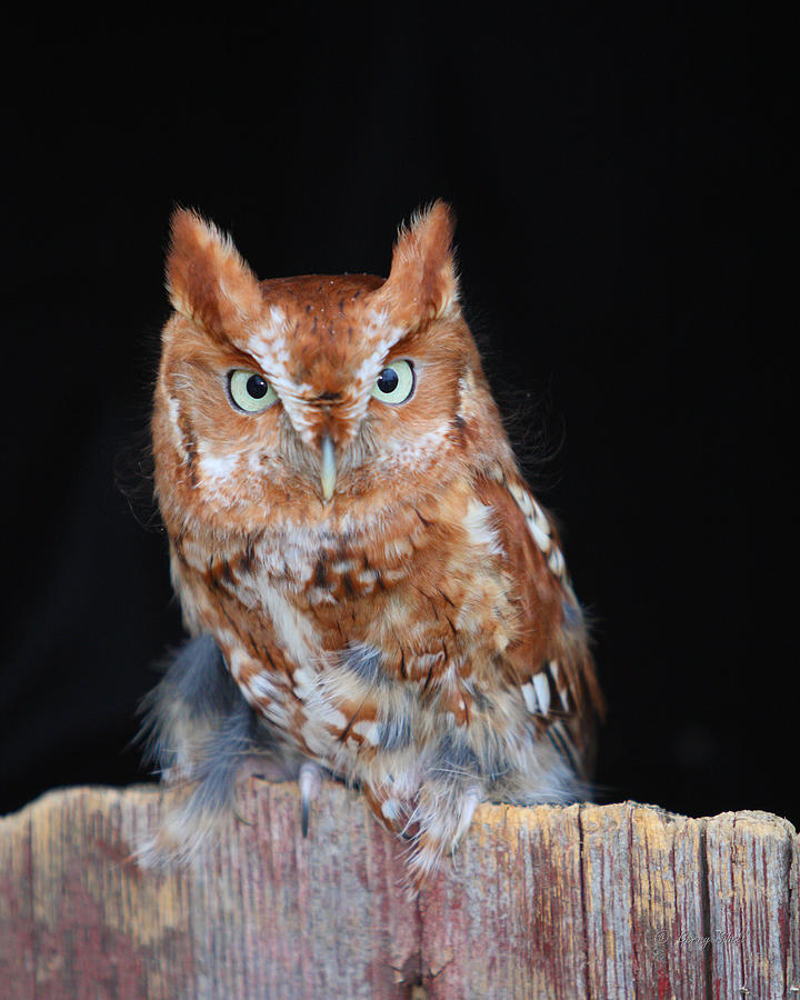 Whooo Are you Photograph by Gerry Sibell