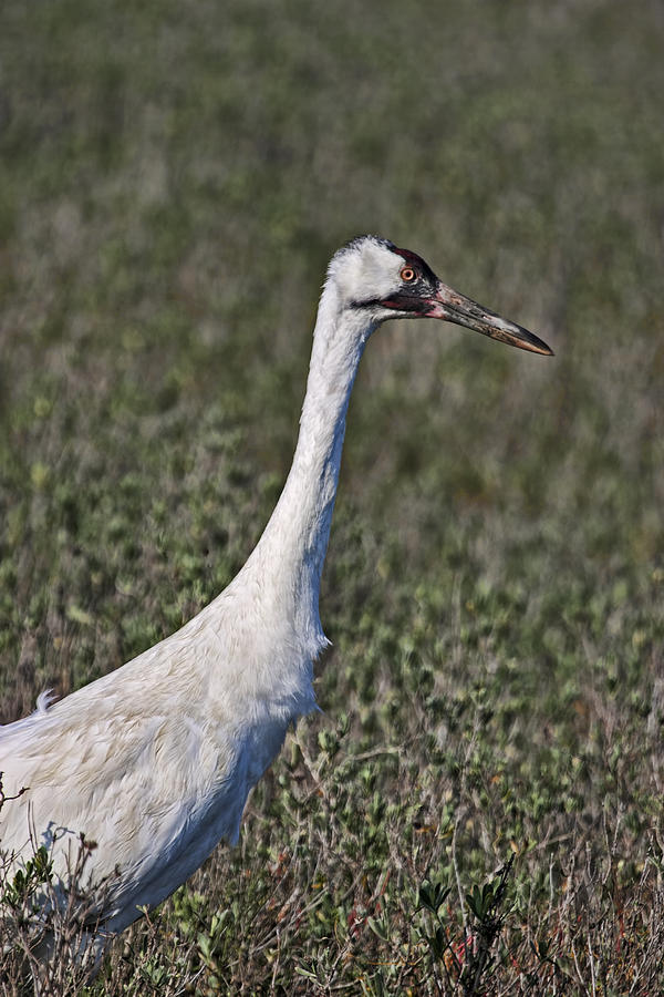 Whooping Crane Photograph by Gregory Scott
