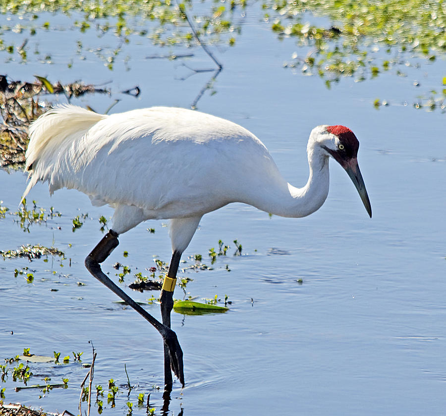 Whooping Crane by Kenneth Albin