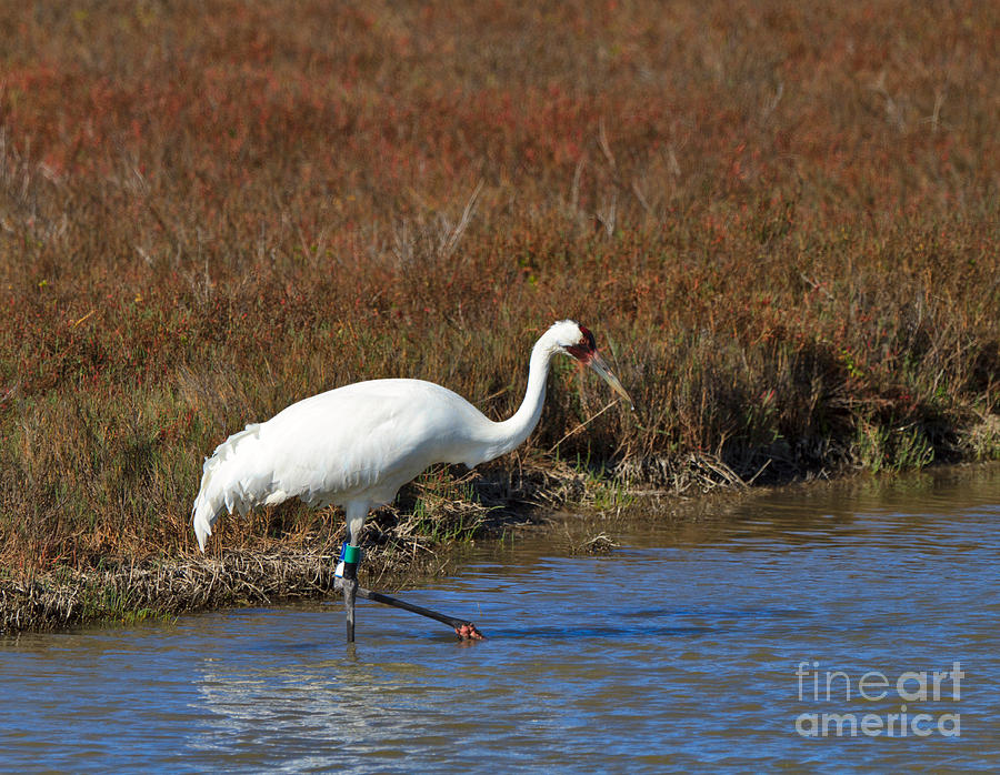 Whooping Crane Photograph by Louise Heusinkveld