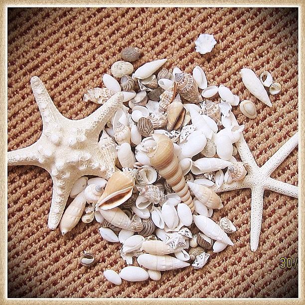 Shell Photograph - #whpstilllife #shells #starfish #sand by Polly Rhodes