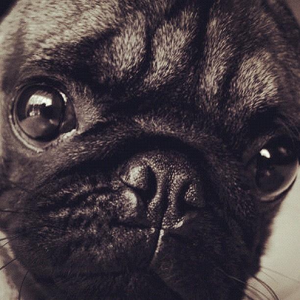 Pug Photograph - Why I Love Pecu ? by Zachary Voo