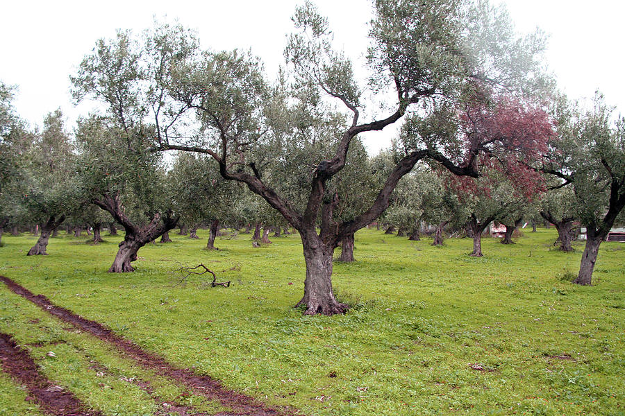 Wicked Olive Fields Photograph by La Dolce Vita