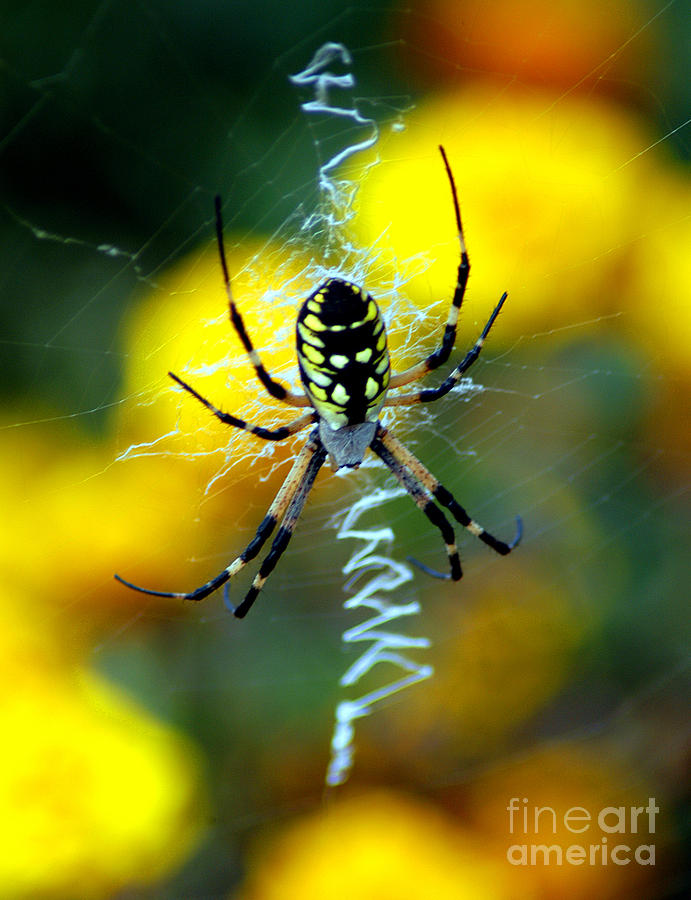 Wicked Spider Paint Photograph by Clayton Bruster