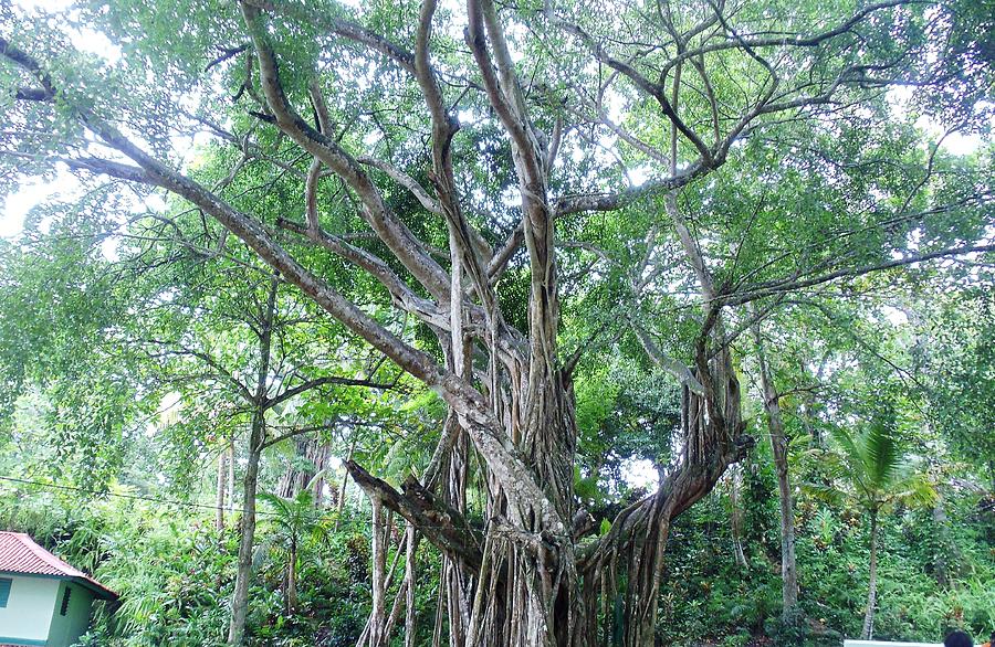 Wicked Tree Photograph by Stacy Paulk | Fine Art America