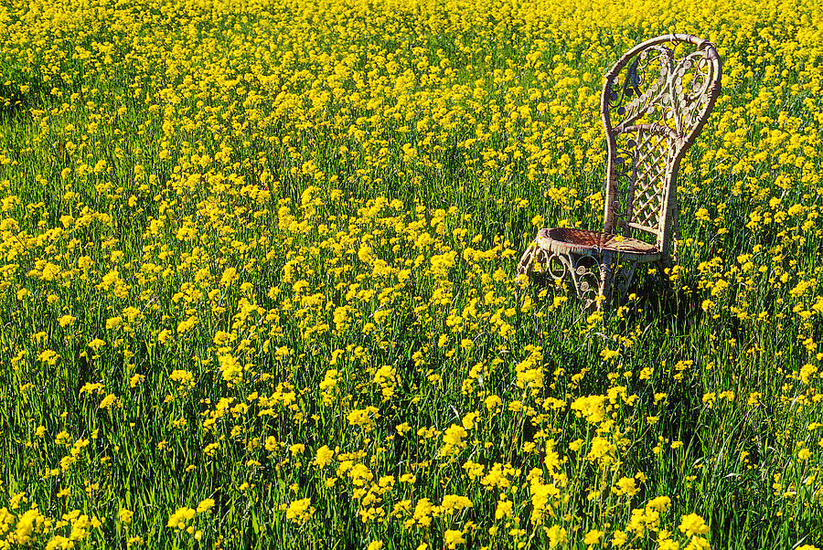 Spring Photograph - Wicker chair in mustard grass by Garry Gay