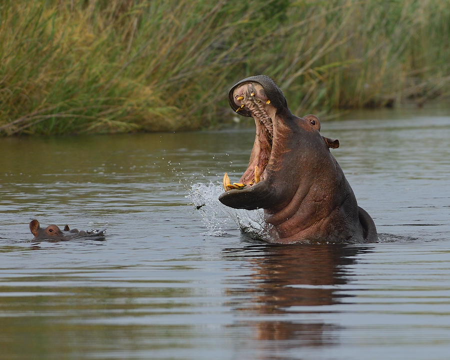 Hippopotamus Photograph - Wide Open by Tony Beck
