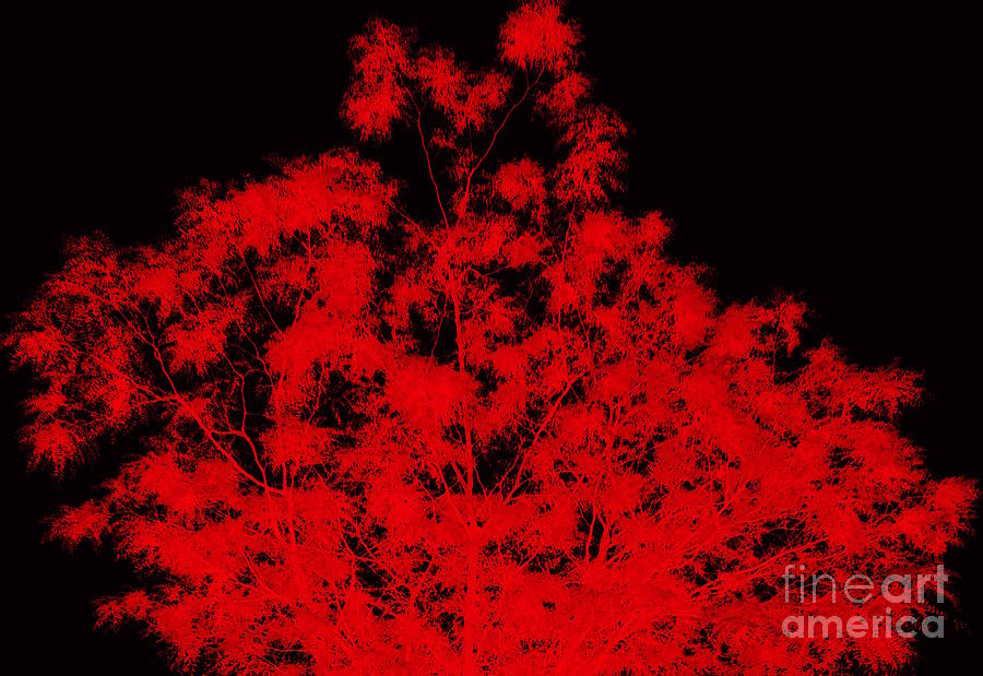 Wide Tree in Red and Black Photograph by Renee Trenholm