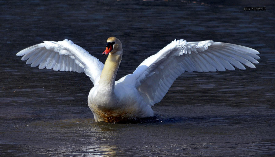 Wide wings Photograph by Brian Stevens - Fine Art America