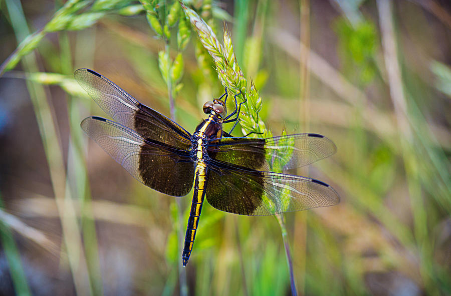 Widow Dragonfly Photograph by Barry Jones