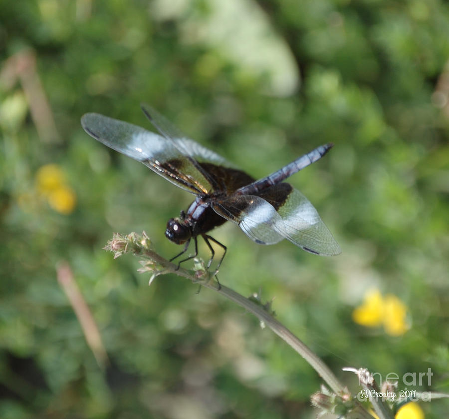 Widow Skimmer Dragonfly Photograph by Susan Stevens Crosby