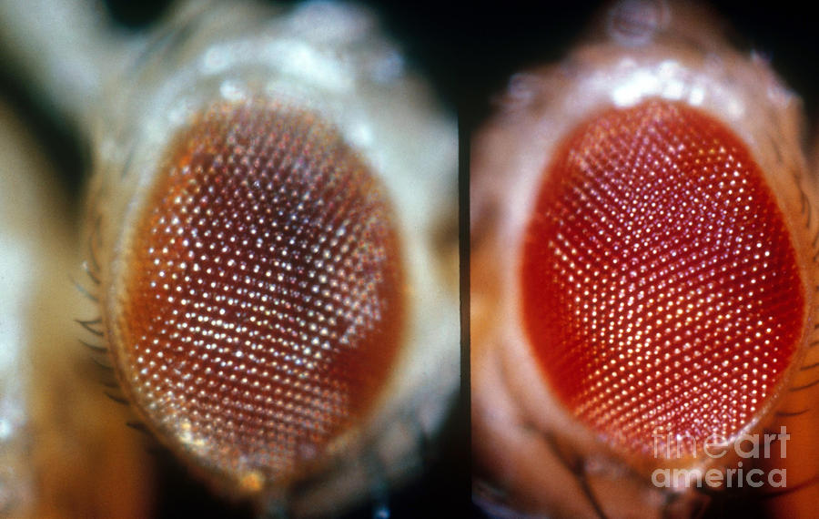 Wild & Brown Eyed Drosophila Photograph by Science Source