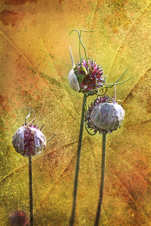 Wild Allium Ala Grunge Photograph by Kathy Clark