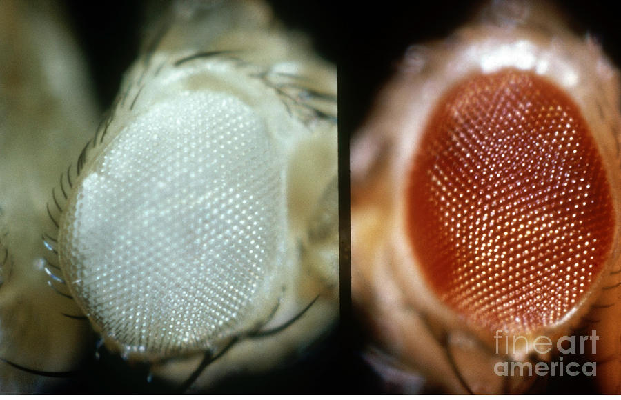 Wild And White-eyed Fruit Flies Photograph by Photo Researchers