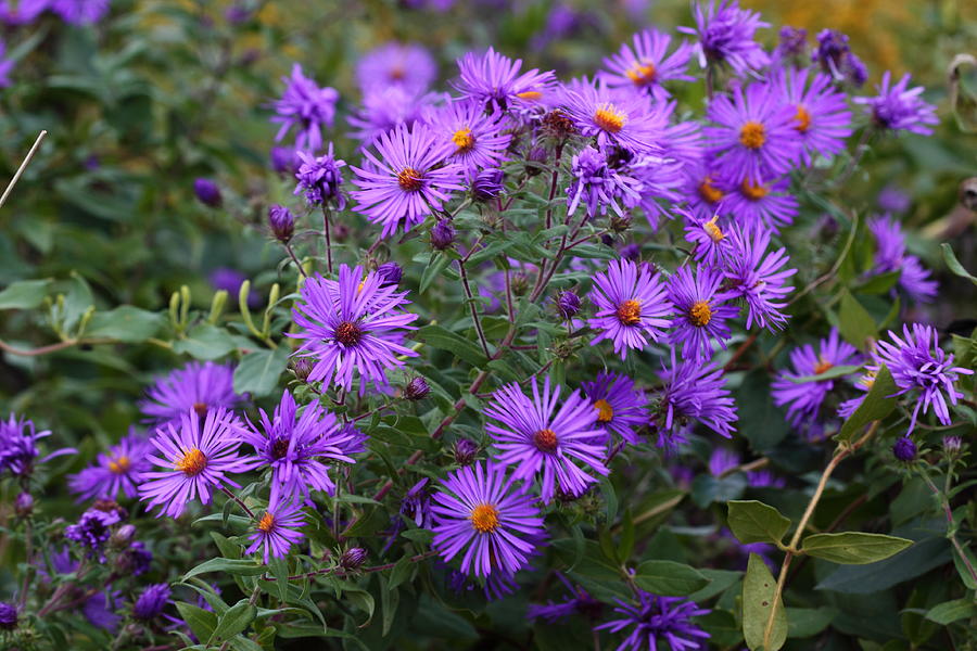 Wild Asters Photograph by Paul Slebodnick