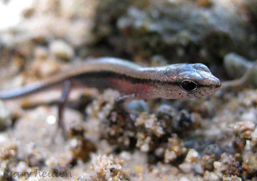 Wild Baby Skink of South East Asia Photograph by Gary Heiden
