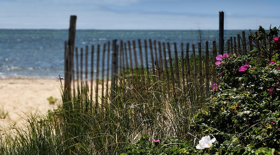 Wild Beach Rose - Cape Cod Photograph by Photos by Thom