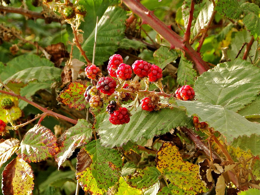 Wild Berries Photograph by Liz Vernand