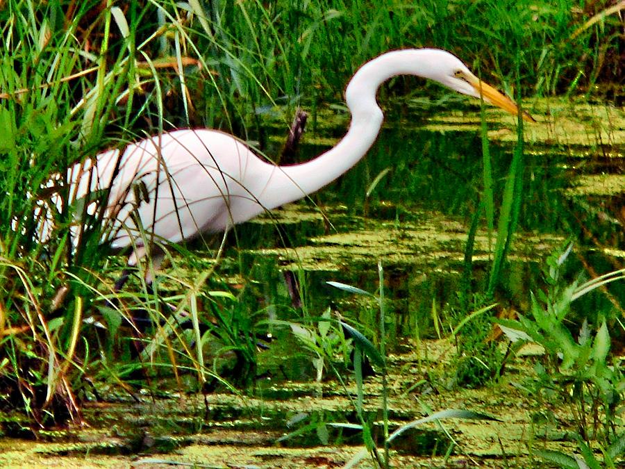 Wild Bird In The Swamp by Ed immar