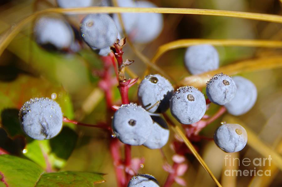 Nature Photograph - Wild Blue Berries With Water Drops  by Jeff Swan