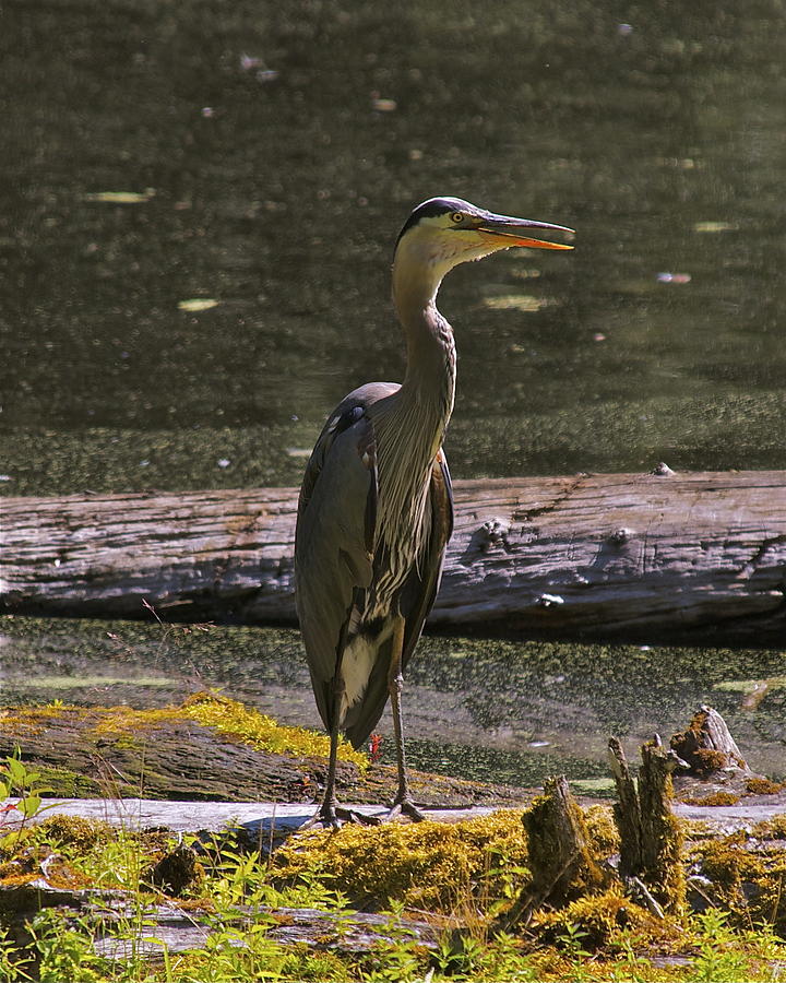 Wild Blue Egret Photograph by Rhonda House-Plank