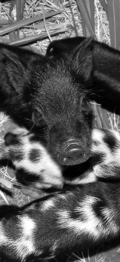 Wild Boar Baby I Photograph by Sheri McLeroy