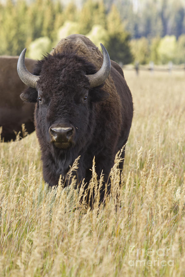 Wild Buffalo in Teton National Park Photograph by Dustin K Ryan