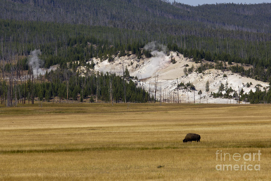Wild Buffalo Yellowstone National Park Photograph by Dustin K Ryan