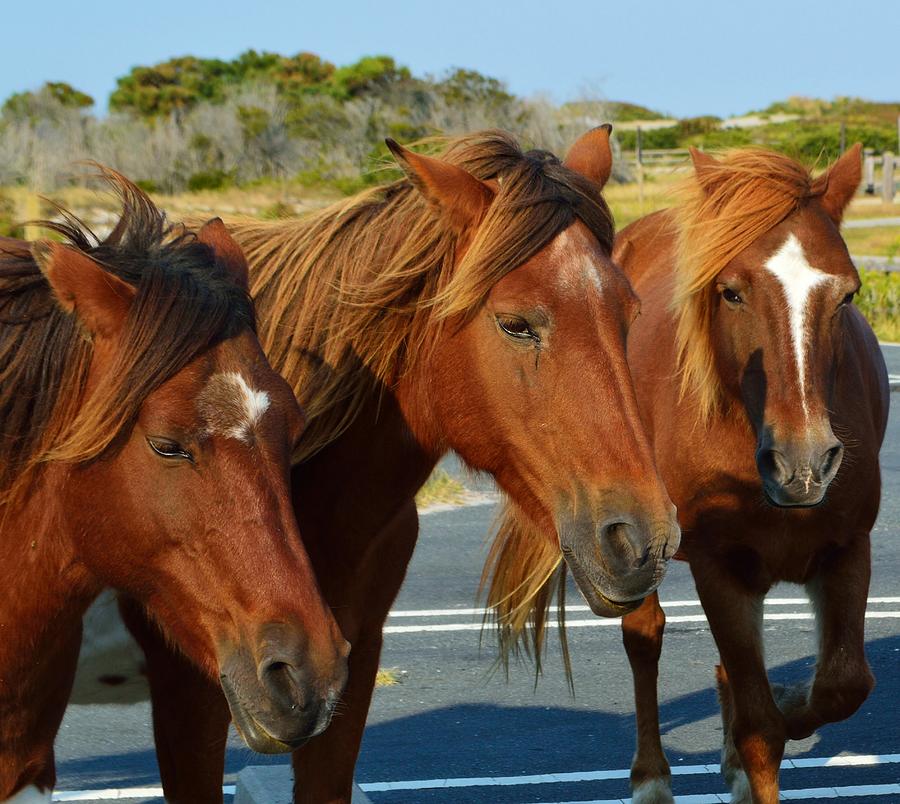 Wild Bunch, a group of wild ponies on Assateague Island National Seashore. Photograph by Billy Beck