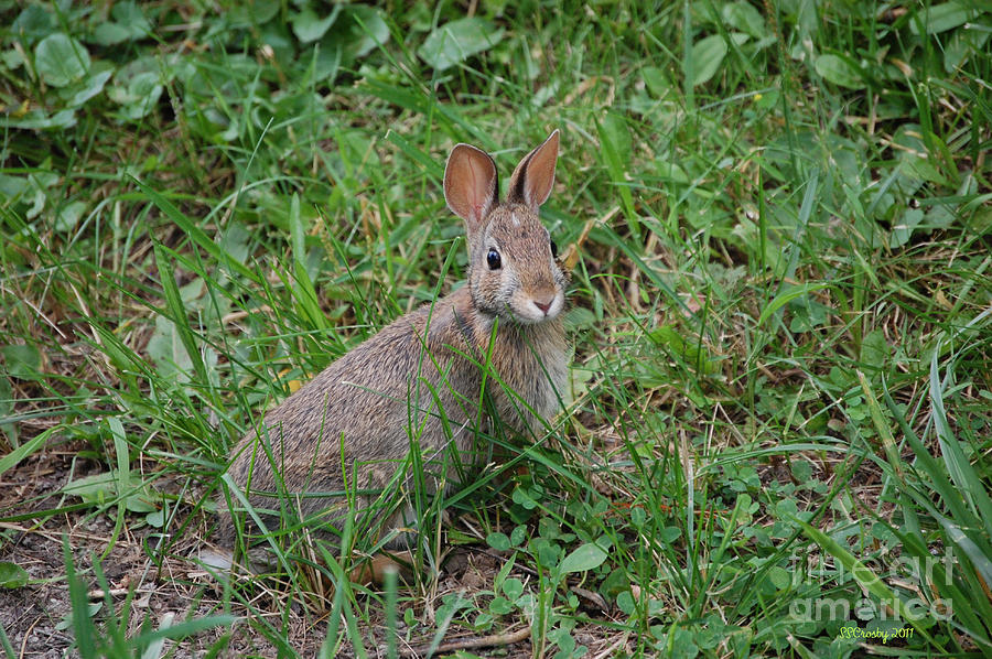 Wild Bunny Photograph by Susan Stevens Crosby