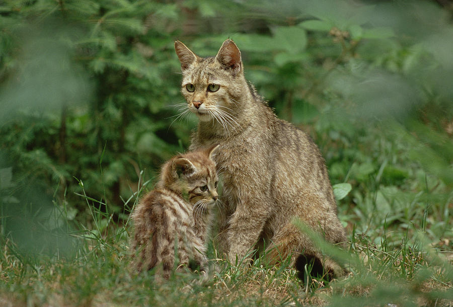 Wild Cat Felis Silvestris Parent Photograph by Konrad Wothe