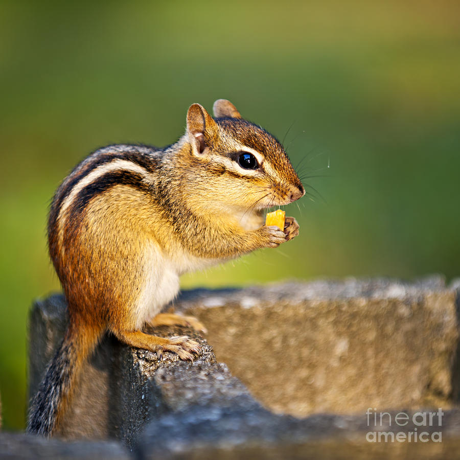 Wildlife Photograph - Wild chipmunk  by Elena Elisseeva