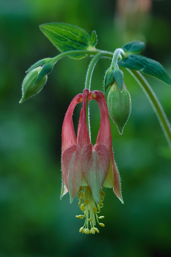 Wild Columbine Flower Photograph by Daniel Reed