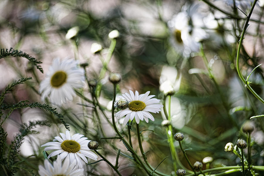 Flower Photograph - Wild Daisies by Bonnie Bruno