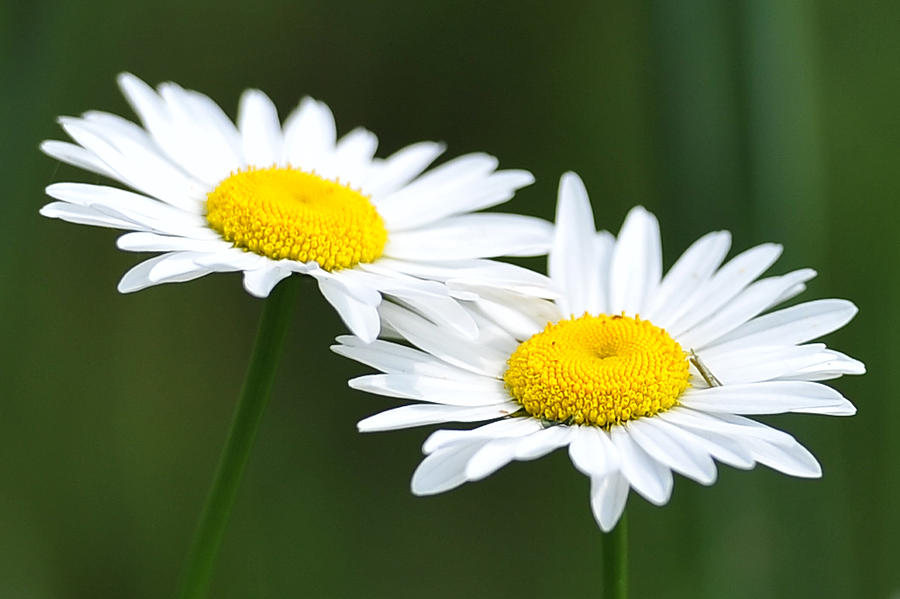 Daisies HD Wallpaper | Background Image | 2560x1707 | ID 