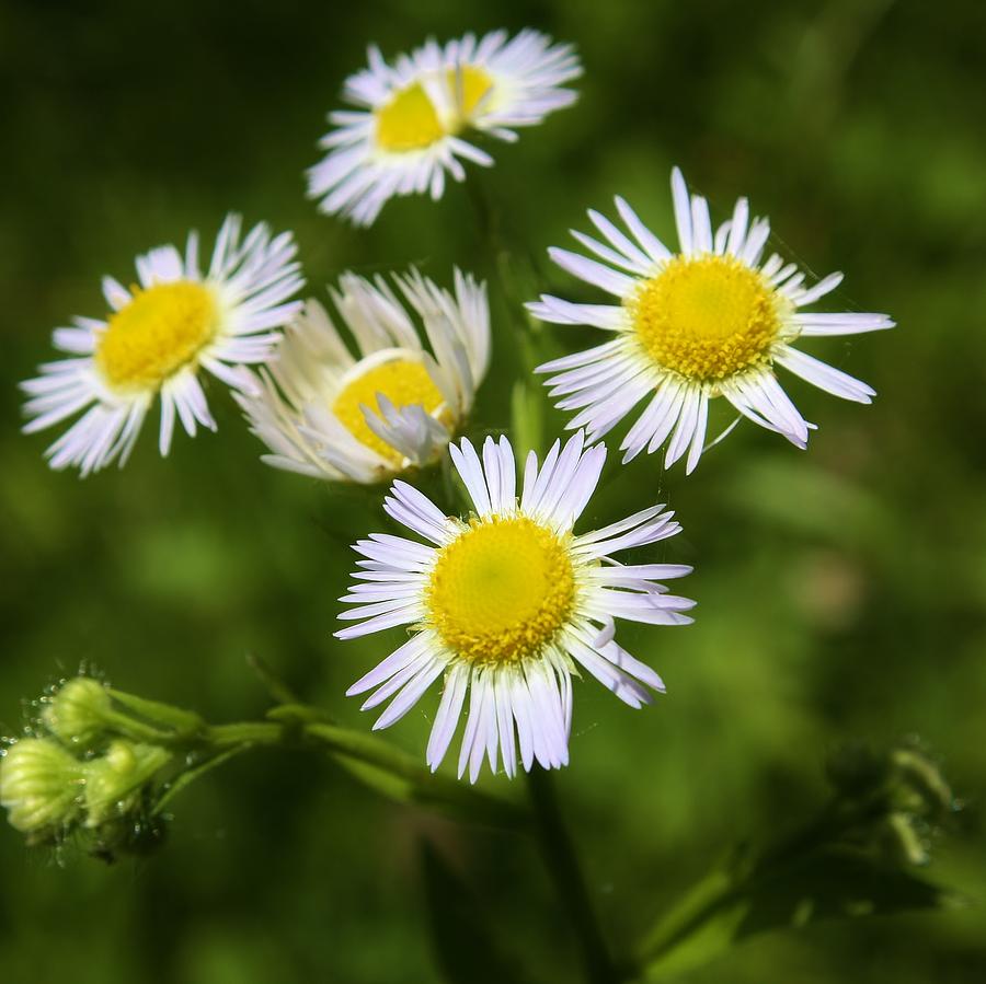 Wild Daisies Photograph by Bruce Bley - Fine Art America