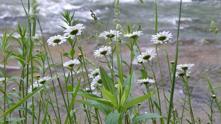 Wild Daisies by the Water Photograph by Jeanette Oberholtzer