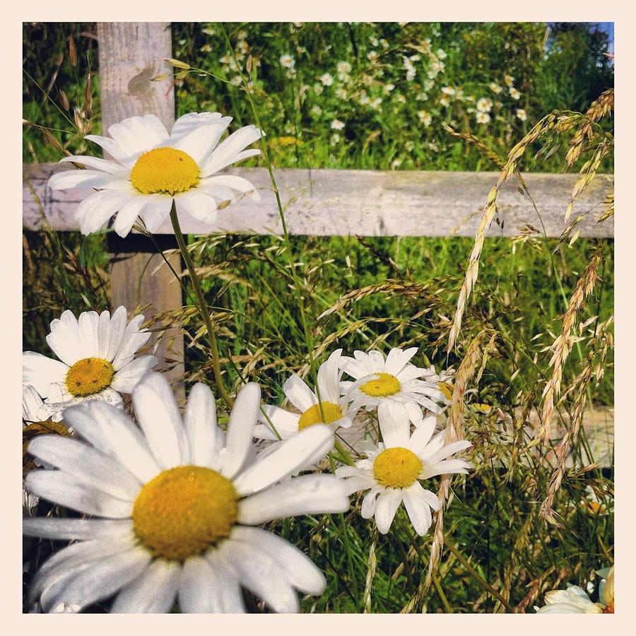 Daisy Photograph - Wild Daisies by Emma Manners
