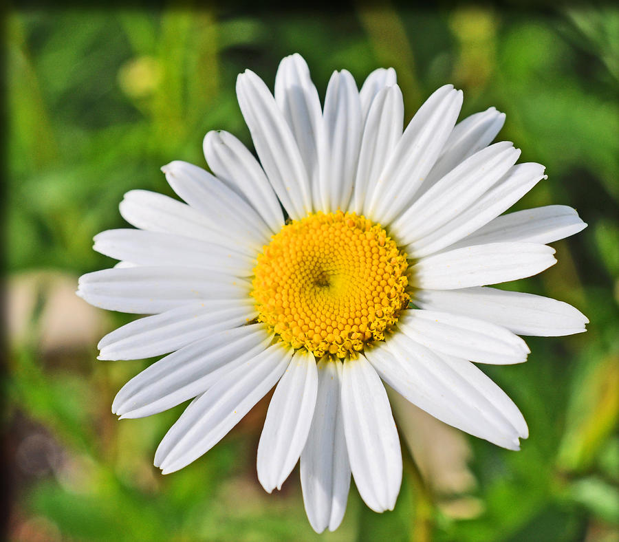 Wild Daisy Photograph by Brittany Horton - Fine Art America