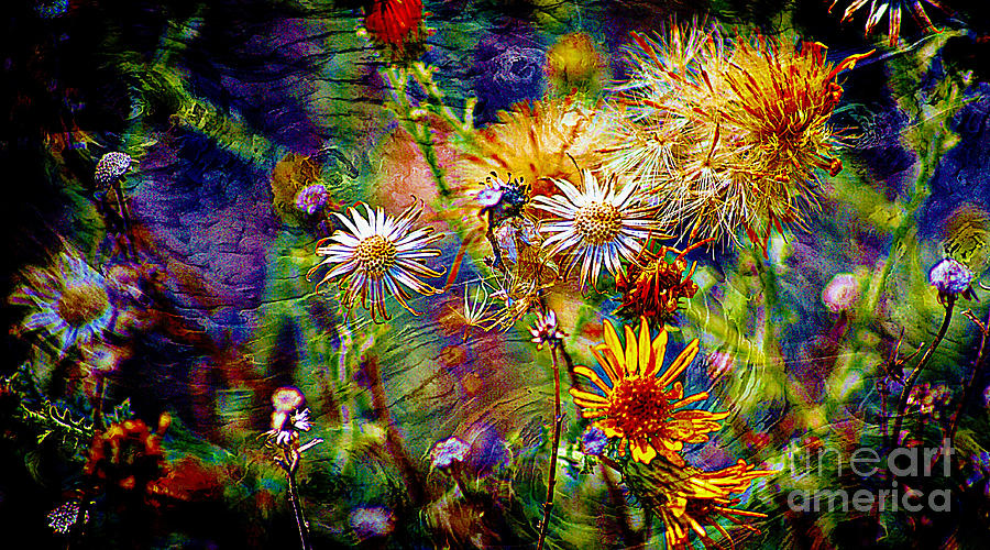Wild Desert Flower Universe Photograph by John  Kolenberg