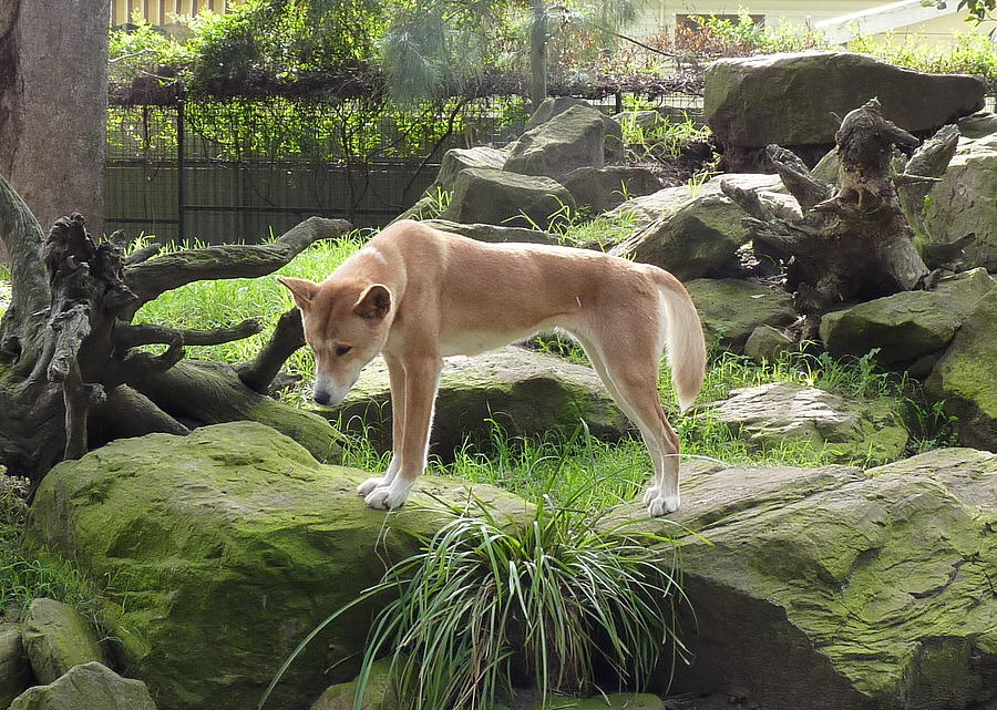 Wild Dingo Photograph by Carla Parris