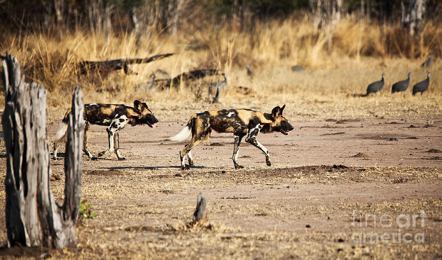 Wild Dogs Photograph by Gualtiero Boffi