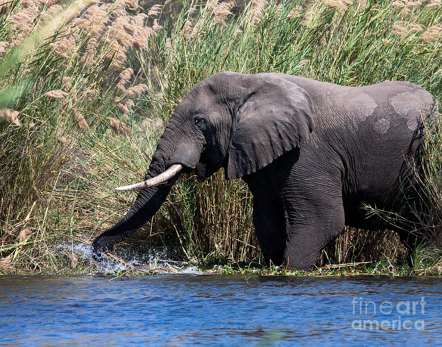Wild Elephant Splashing In Water Photograph