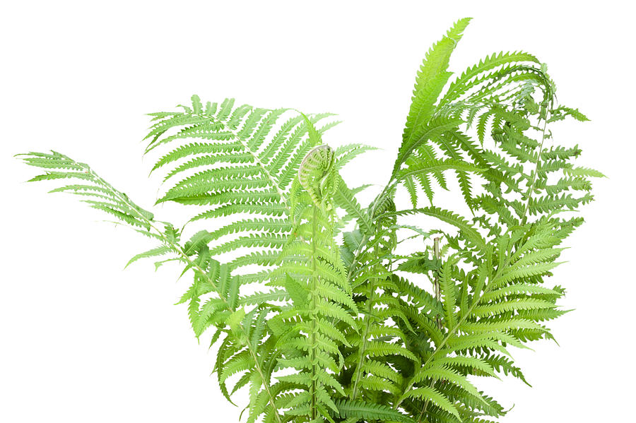 Wild fern bush isolated Photograph by Aleksandr Volkov - Fine Art America